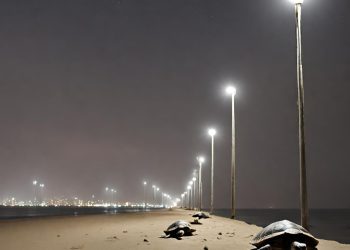 World Bank Pulls Funding for Mauripur Road’s Second Phase, Citing Turtle Risk