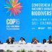 One against many: Pakistan’s solo fight for biodiversity funds at COP16