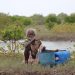 Pakistan’s Million-Making Mangroves Need Fresh Water to Survive